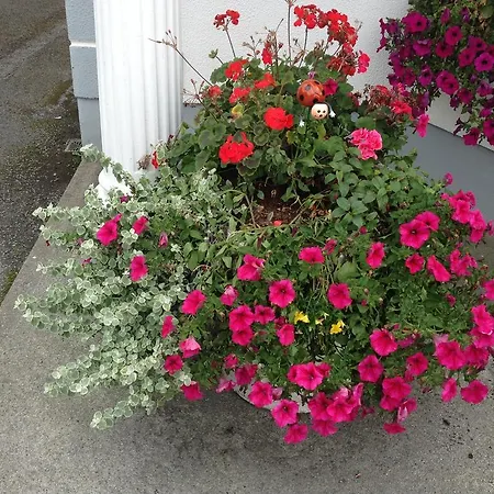 فندق مبيت وإفطار Padua House