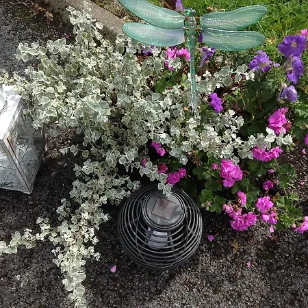 Padua House Bed & Breakfast Galway